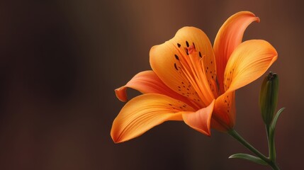 Vibrant Orange Lily Bloom Against a Soft Brown Background, Showcasing Detailed Petals and Delicate Features of Nature's Beauty