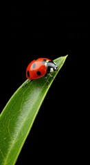 Closeup of a vibrant red ladybug perched on a green leaf against black background