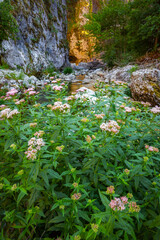 Scenic landscape of Nevidio canyon, popular touristic attraction of Komarnica river, Montenegro, Europe