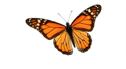 Obraz premium Monarch butterfly isolated on white background, a beautiful orange insect with wings