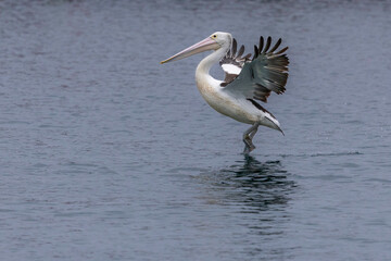 Australian pelican (Pelecanus conspicillatus) flying, Bermagui, NSW, November 2025