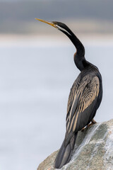 Australasian Darter (Anhinga novaehollandiae) adult male, Bermagui, NSW, November 2025