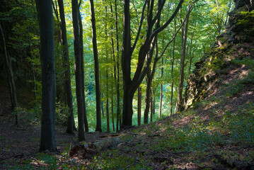 Forest on cliff