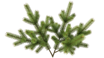 Fresh green spruce branches for christmas decorations isolated on black background
