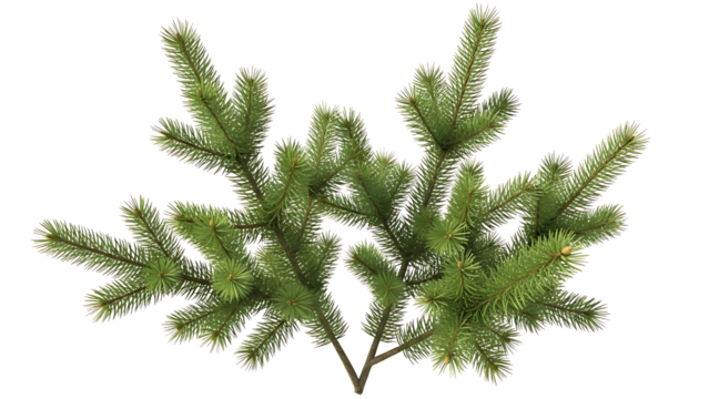 Fresh green spruce branches for christmas decorations isolated on black background