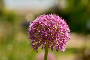 Riesenlauch, Allium giganteum, violett