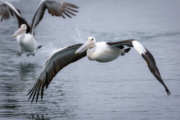 Australian pelican (Pelecanus conspicillatus) flying, Bermagui, NSW, November 2025