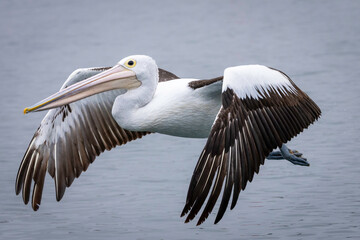 Australian pelican (Pelecanus conspicillatus) flying, Bermagui, NSW, November 2025