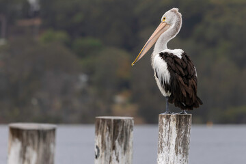 Australian pelican (Pelecanus conspicillatus), Narooma, NSW, November 2025