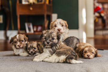 Group of small brown and white puppies resting together on a soft indoor carpet in warm natural light.