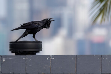 Australian Raven (Corvus coronoides), Rose Bay, NSW, October 2025