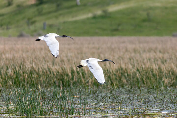 Australian White Ibis (Threskiornis molucca) flying, Rowes Lagoon, NSW, October 2025