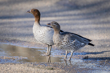 Australian Wood Duck (Chenonetta jubata), Lake Burley Griffin, ACT, September 2025