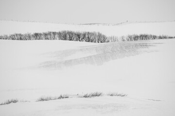 Shades of a snowy winter meadow