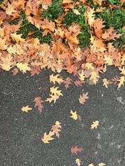 Autumn Oak Leaves Scattered on Grass and Asphalt