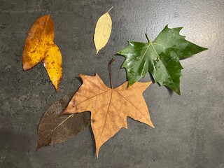 Autumn Leaves Collection