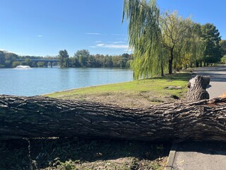 Fallen Tree Trunk by Lake in Park