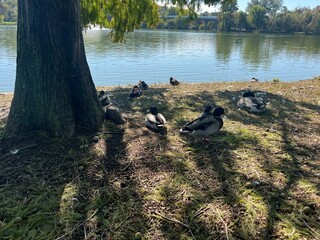 Ducks Resting by Lakeside under Tree