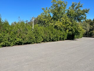 Park Path Lined with Green Trees and Lamp Post
