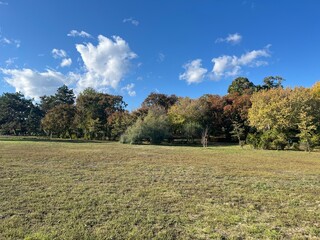 Autumn Park Landscape with Colorful Trees