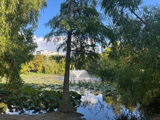 Park Pond with Lily Pads and Fountain