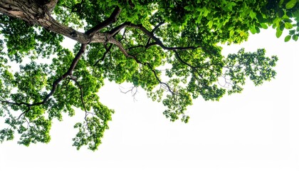 Fototapeta premium Lush green tree canopy viewed from below against bright white sky, nature growth and sustainability concept