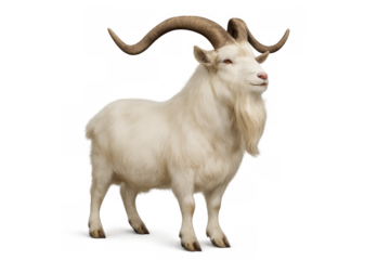White goat standing with long curved horns and beard, looking aside, farm animal cut out, transparent background