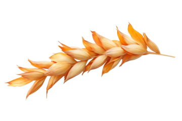 dry ears wheat grain isolated on white with clipping path