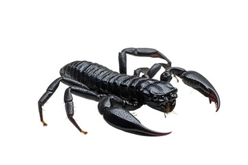 Emperor Scorpion Pandinus imperator Black scorpion isolated on white background with clipping path include