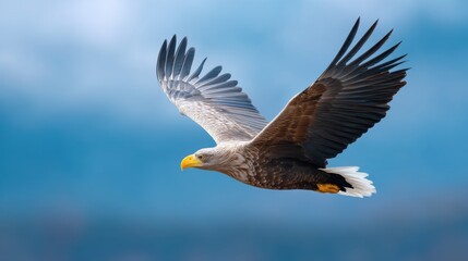 Fototapeta premium Majestic Bald Eagle in Flight with Wings Outstretched Against a Clear Blue Sky, Symbol of Freedom and Power in Nature