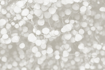 Cloud dancer toned color muehlenbeckia complexa plant background. Monochrome color background. Trendy color 2026.