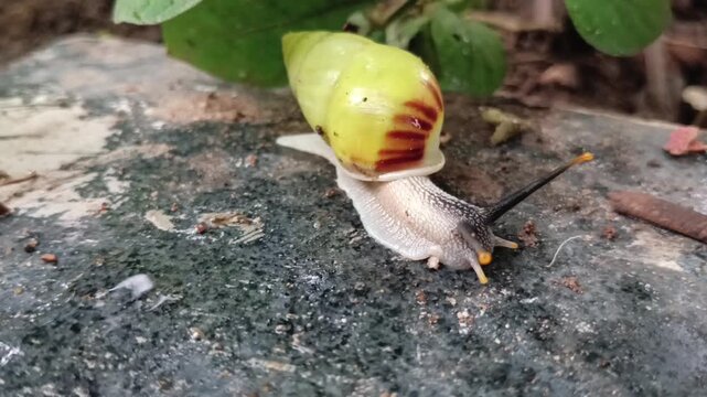 Macro photo of tree snail, albino snail, white snail (amphidromus) on the floor