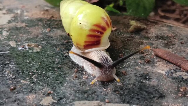 Macro photo of tree snail, albino snail, white snail (amphidromus) on the floor