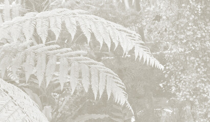 Cloud Dancer fern plant in monochrome color. Forest Cloud Dancer colored fern plants. Trendy color 2026