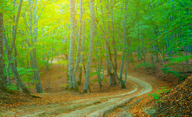 ground road through the autumn forest
