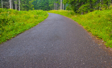long asphalt road through the green forest