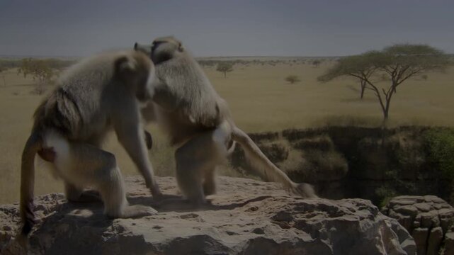 Two baboons interacting in the wild, showcasing animal behavior, communication, and social dynamics. Stock Video