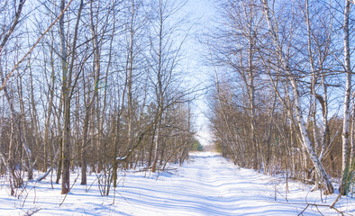 snowbound rural ground road among winter forest