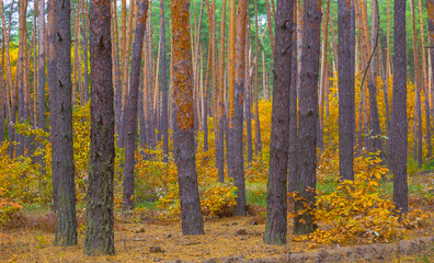 beautiful autumn forest glade covered by red dry leaves, seasonal natural landscape © Yuriy Kulik