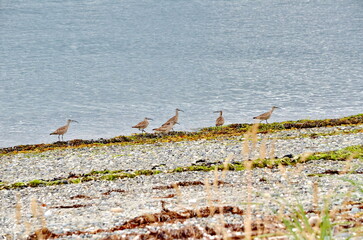 Whimbrel wading birds along the shore at Sandspit on Haida Gwaii, BC, Canada