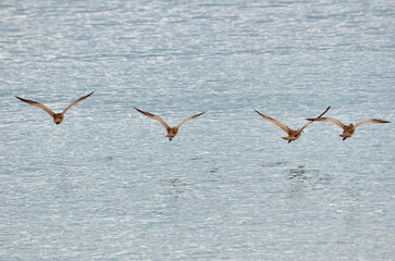 Whimbrel wading birds along the shore at Sandspit on Haida Gwaii, BC, Canada