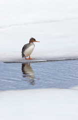 Common Merganser