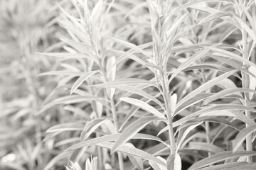 Abstract background of plants. Demonstrating the colors of 2026 - Cloud Dancer. Color concept.