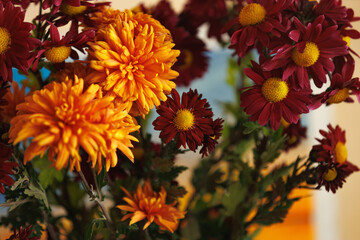 Vibrant autumn chrysanthemums in warm sunlight, shallow depth of field. A rich close-up of orange and red chrysanthemums glowing in golden light; seasonal, nature and floral design themes.