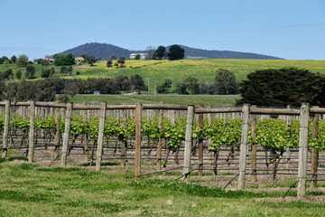 Vineyard in the Yarra Valley - Coldstream, Victoria, Australia