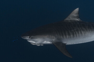 Obraz premium Tiger shark with a hook in his mouth and pilot fish