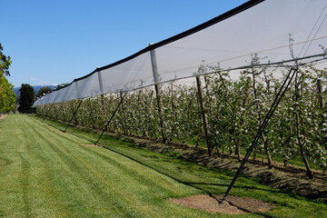 Blooming apple trees under cover - Coldstream, Victoria, Australia