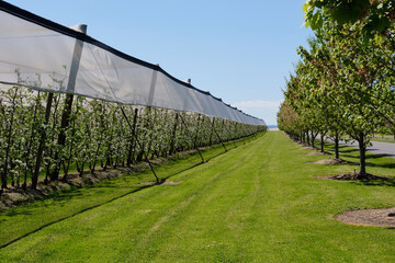 Blooming apple trees under cover - Coldstream, Victoria, Australia