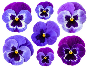 Eight vibrant purple and blue flowers on a black background, varied sizes