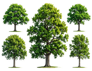 Five isolated green trees with full canopies on a black background
